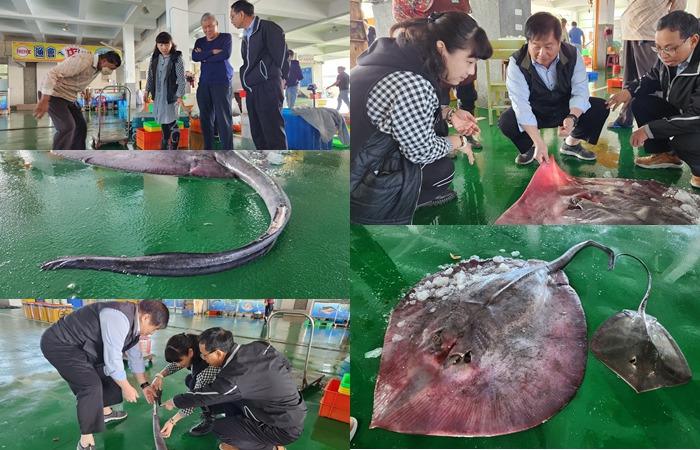 有隻掃把尾的魟魚 你看過嗎！ 嘉義東石驚見超過50公斤逾3米怪魚