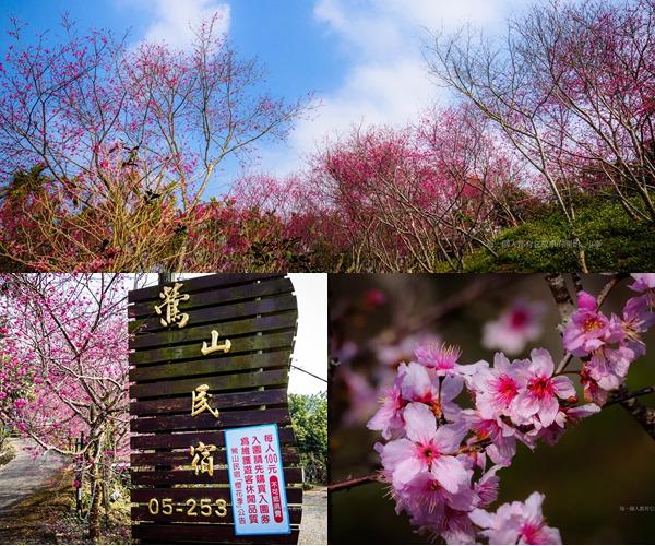 隱藏版賞櫻秘境!嘉義中埔鶯山民宿櫻花正美 一起漫步浪漫粉色花海