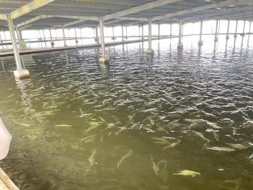 台南風災後虱目魚價格回穩