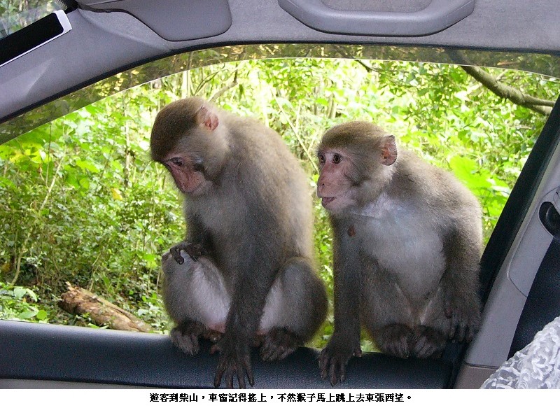高雄柴山獼猴「番外篇」