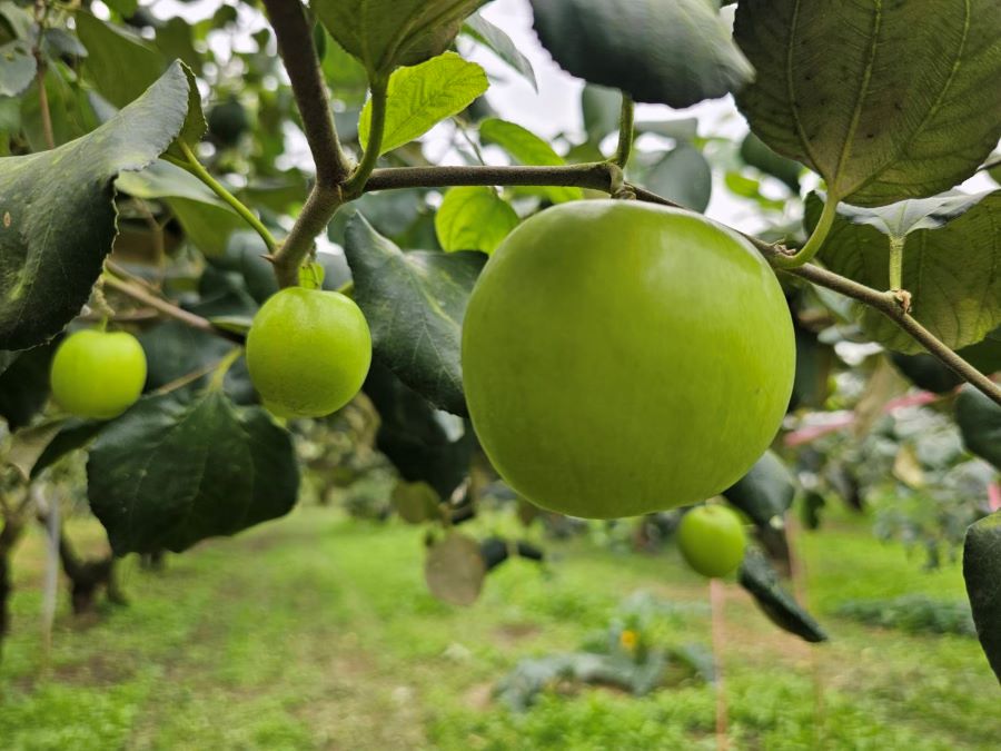 過年嘛，送禮要棗