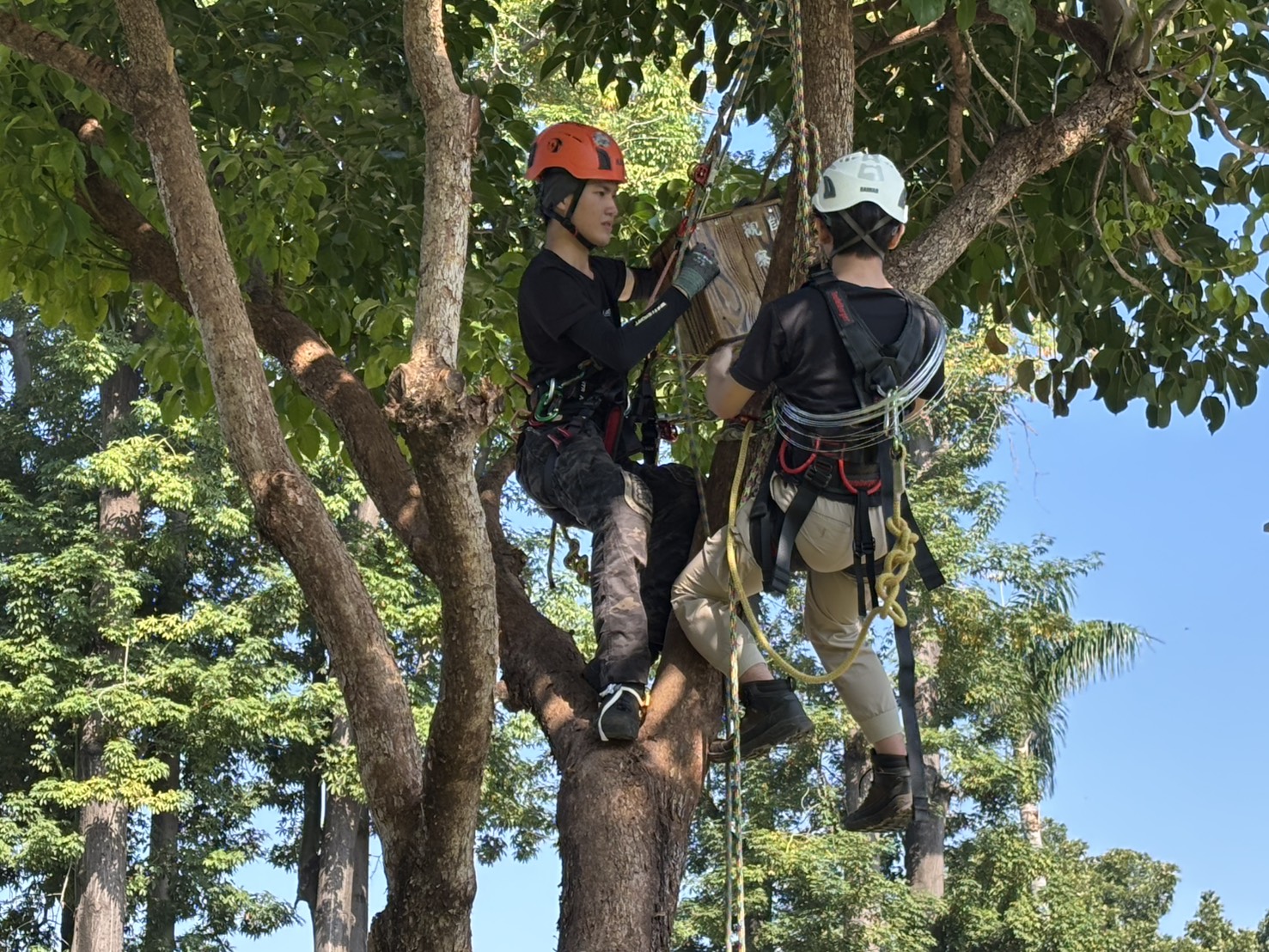 校園鳥類生態豐富 為領角鴞造個家 三校區將架設10個巢箱觀察其生