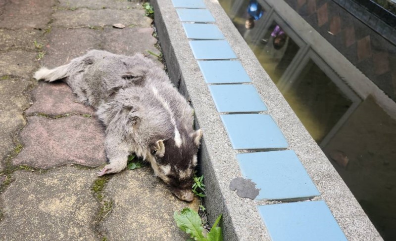春日鄉死亡鼬獾驗出狂犬病