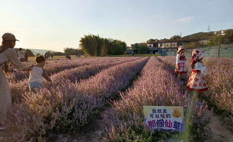 竹縣關西仙草節湧人潮 這兩週將迎來滿開盛景