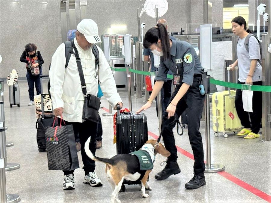 高雄關聯合動植物防疫檢疫署加強金門小三通查緝,全力防堵非洲豬瘟入侵