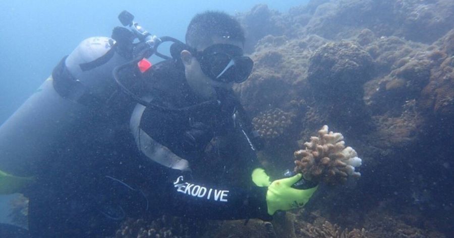 《海洋生物復育措施辦理原則及實施辦法》正式上路 建立制度化復育機制守護臺灣海洋生態