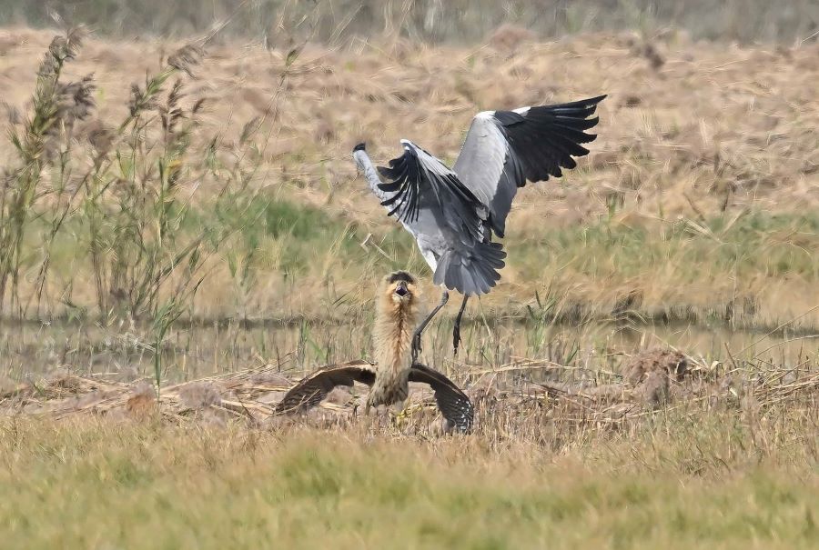 稀有冬候鳥現身！ 茄萣濕地驚見「大麻鷺」鳥友搶拍