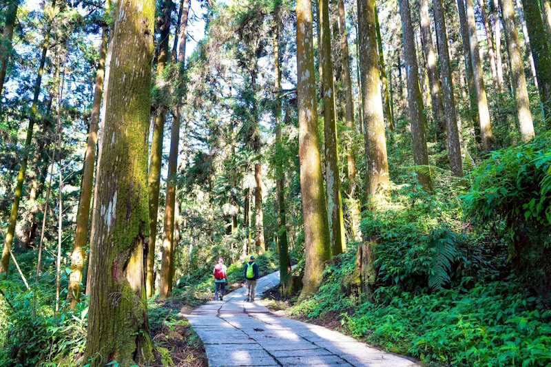 端午連假期間走進阿里山品茶、品咖啡、賞美景