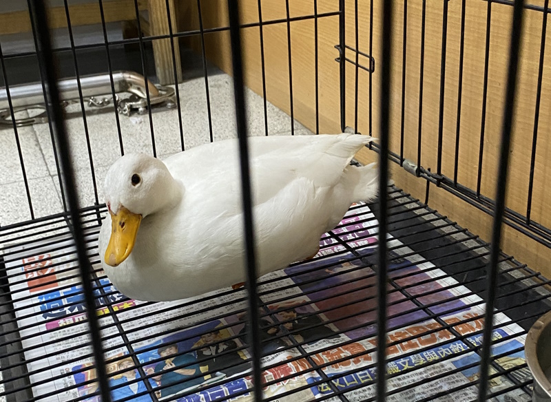 小鴨路上閒晃影響交通  嘉義水上警及時協助尋獲飼主