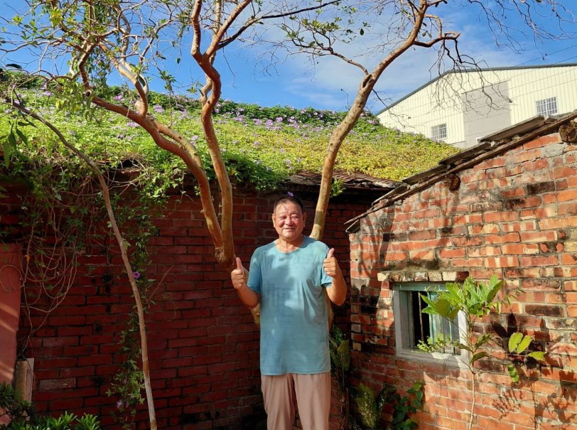 植物真奇妙 長在榕樹上的芭樂「榕仔拔」