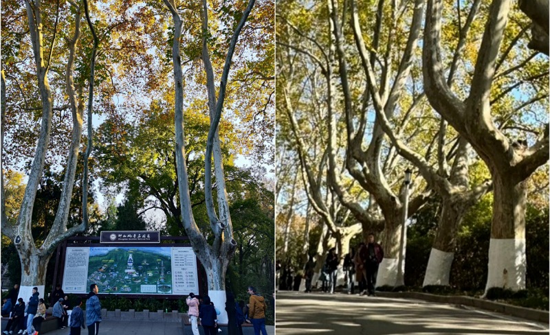 大陸南京梧桐:從奉安大典到城市記憶的百年風景