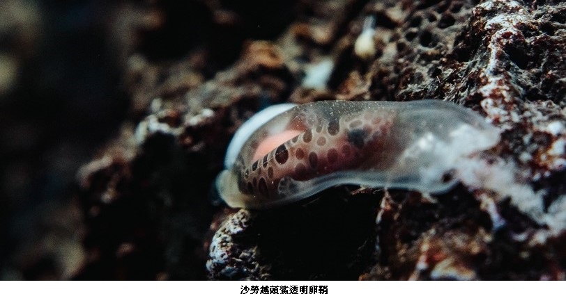 透明卵鞘見證鯊魚新生 夜宿海生館帶你邂逅陸蟹護幼之旅