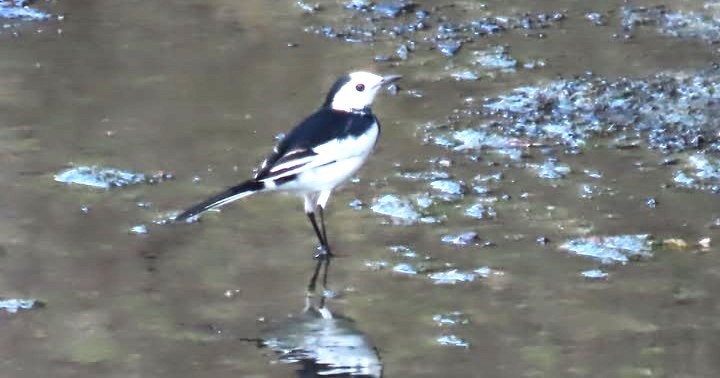「牛屎鳥仔」白鶺鴒 攝影者最愛