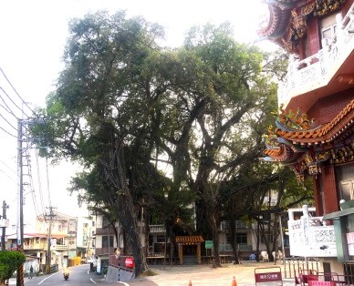 台南老榕罹癌 旗山鯤洲宮有治癒實例