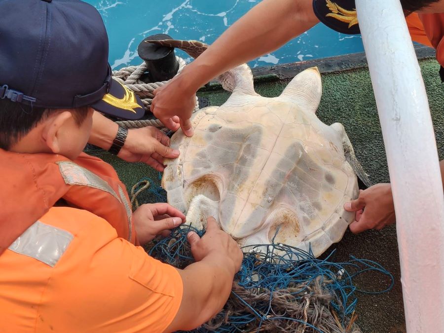 海龜受困漁網 高雄海巡隊迅速救援野放