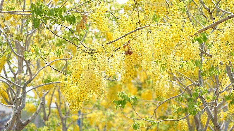 阿勃勒金黃花瓣綻放 市府推出獨「嘉」賞花地圖邀您追逐浪漫