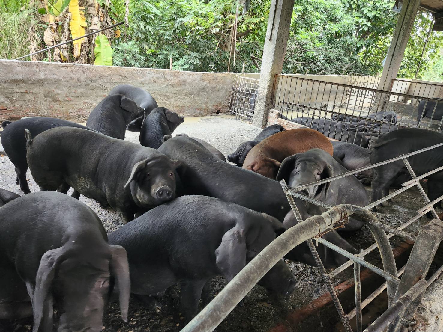 屏東縣再查獲養豬場餵飼廚餘 依法裁罰80萬元 即刻封鎖場內豬隻