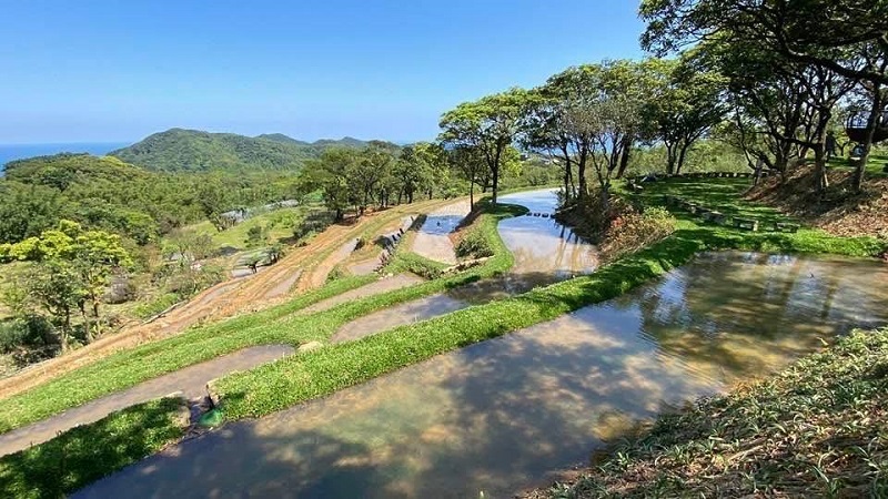百年地景調和景觀新美學 貢寮雞母嶺水梯田優美再現