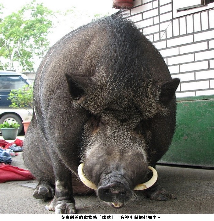 「戒嚴期間」寵物豬亂小跑出來逛大街