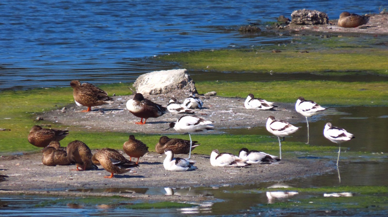 嘉義縣文觀局推「鷺境嘉義」親子賞鳥活動 邀請全台民眾前來體驗綠色旅程