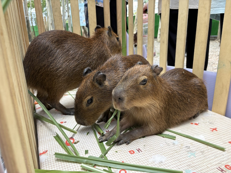 嘉畜所舉辦「愛護你我牠」動物保護夏令營 200名額開放即秒殺