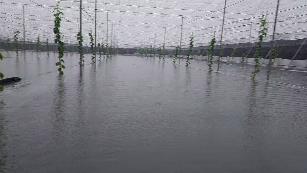 8月下旬豪雨災害農損救助金  屏縣部分鄉鎮簡化品項已發放
