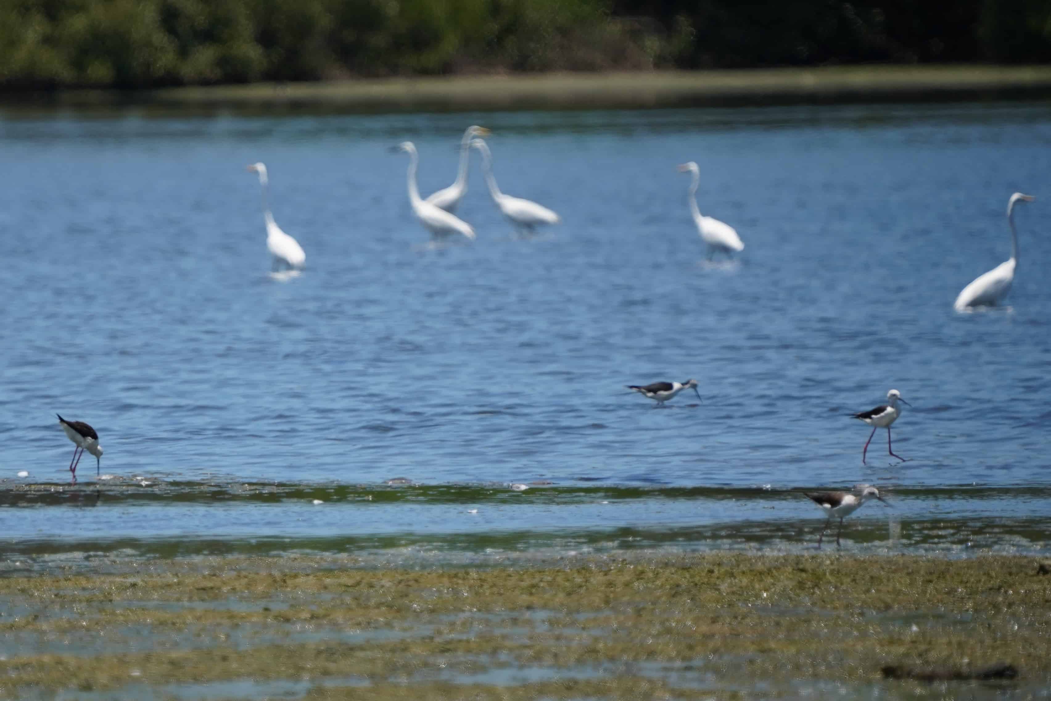 鳥界超模登場！永安濕地高蹺鴴育雛萌樣吸睛