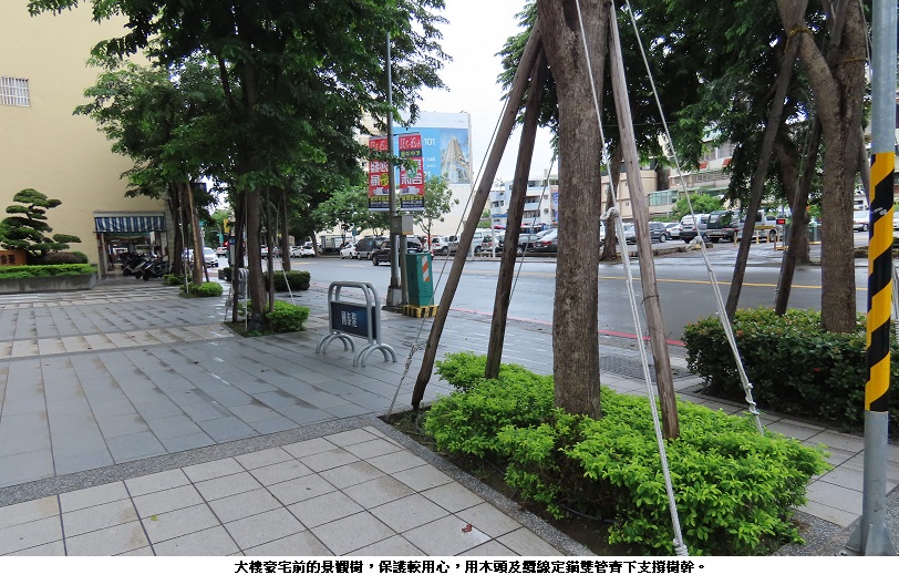 行道樹的支撐也是一門大學問