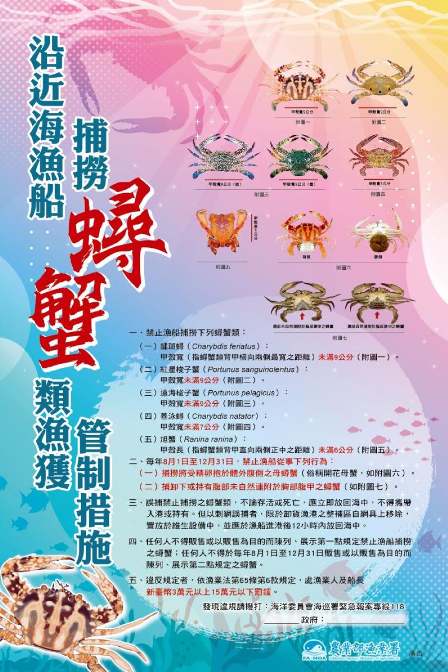 禁捕售!禁拔卵!8月1日至12月31日 保護抱卵母蟹 一起守護你我的海洋