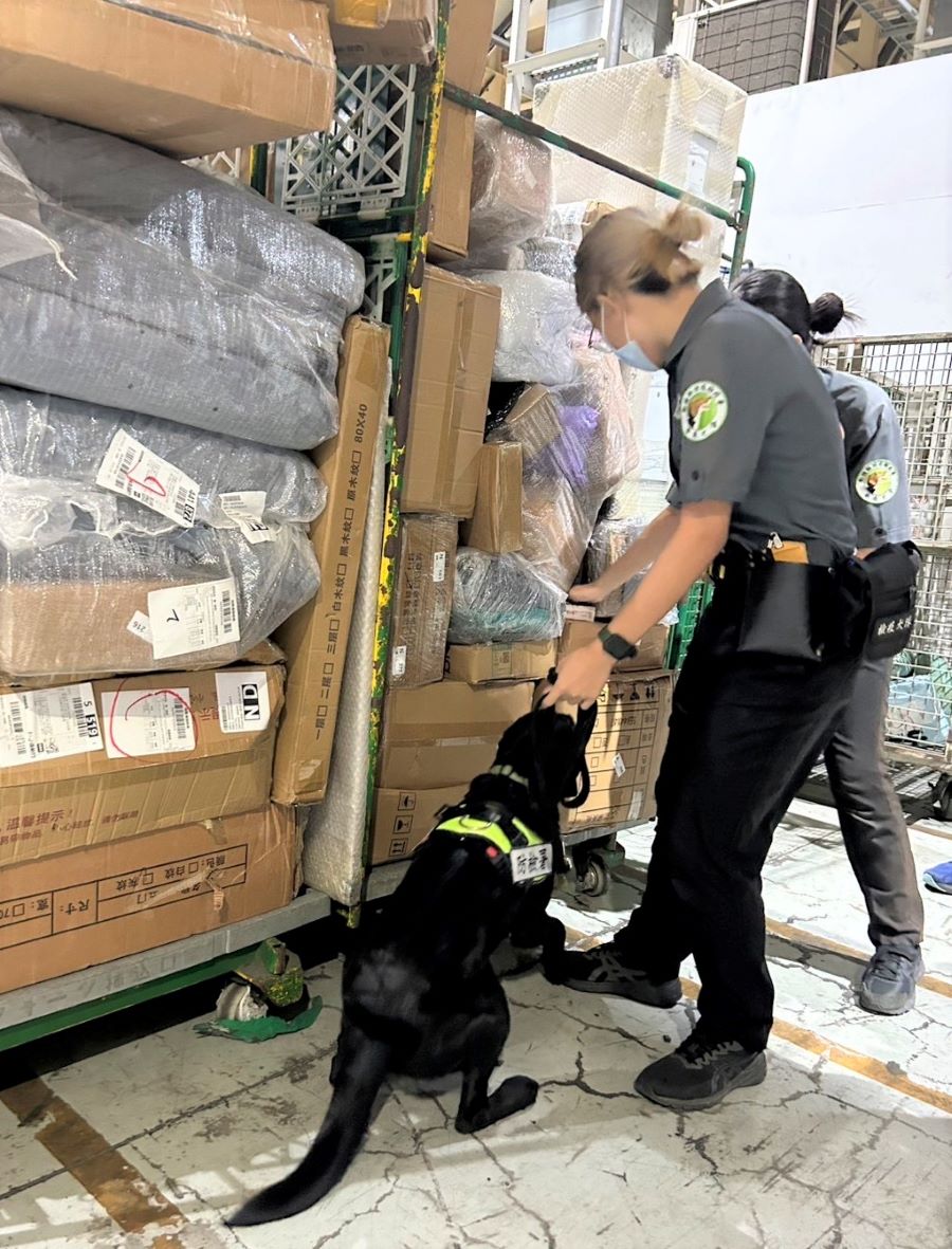 高雄關聯合動植物防疫檢疫署加強查緝海運快遞貨物，全力防堵非洲豬瘟入侵