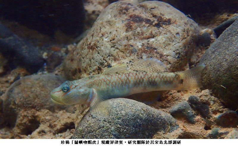 保育現曙光! 中山大學發現珍稀「蘭嶼吻鰕虎」現蹤菲律賓