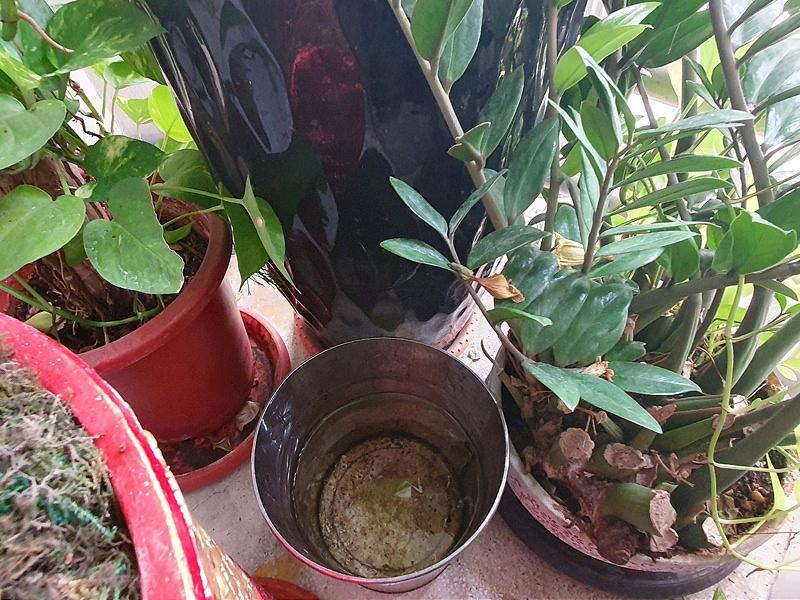 「消除孳生源」登革熱防疫不鬆懈 落實「巡、倒、清、刷」守護家園健康