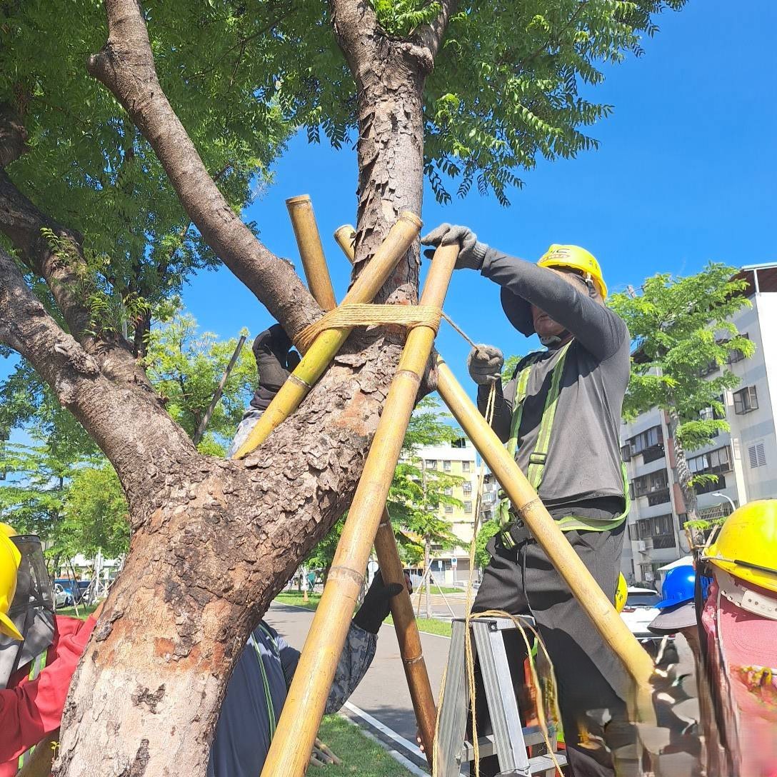 颱風來襲！　高市公園處強化護樹防颱準備