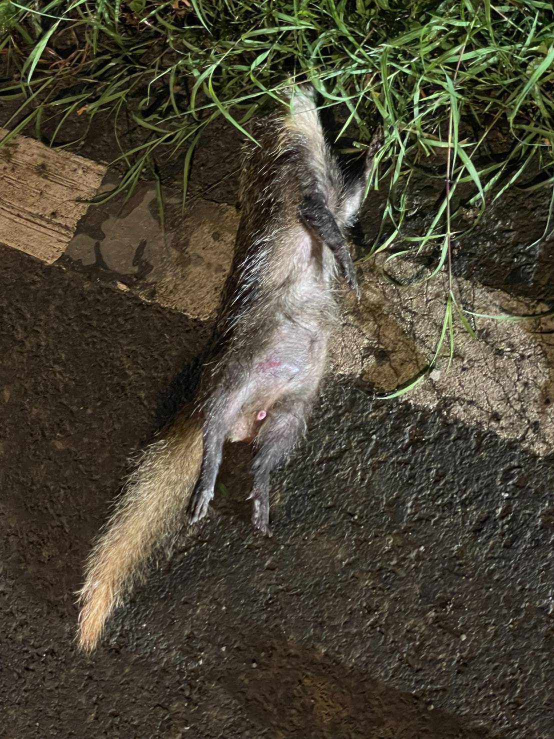 鼬獾狂犬病再現恆春半島 今年屏東累計第五例