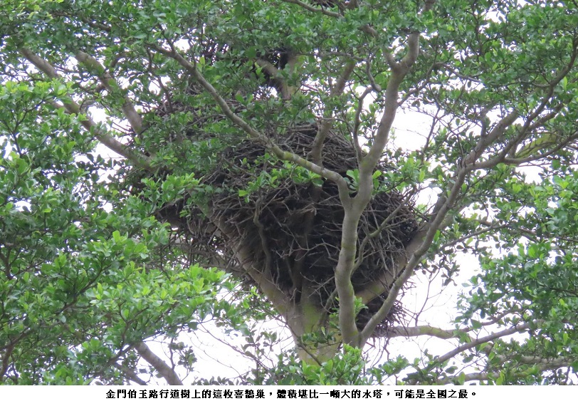 嘉義縣義竹鄉南興國小與喜鵲的不老情緣(下篇)