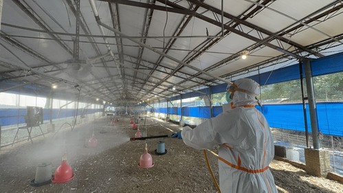 台南後壁1雞場確診禽流感撲殺全場1萬隻雞