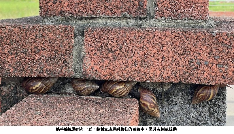 蝸牛(路螺) 避水逃生也是有一套的