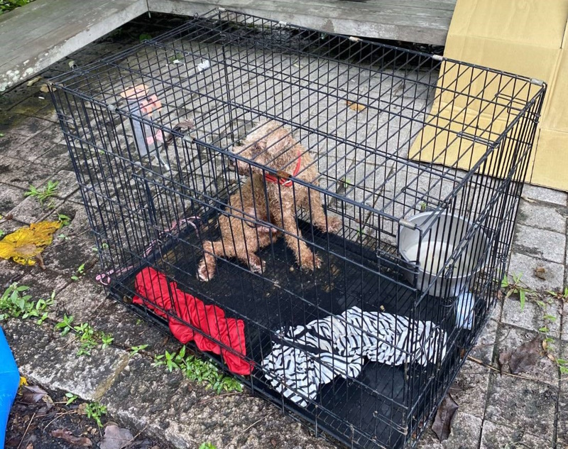 紅貴賓遭不當飼養又棄置山區 嘉畜所裁罰飼主11萬3,000元並沒入犬隻