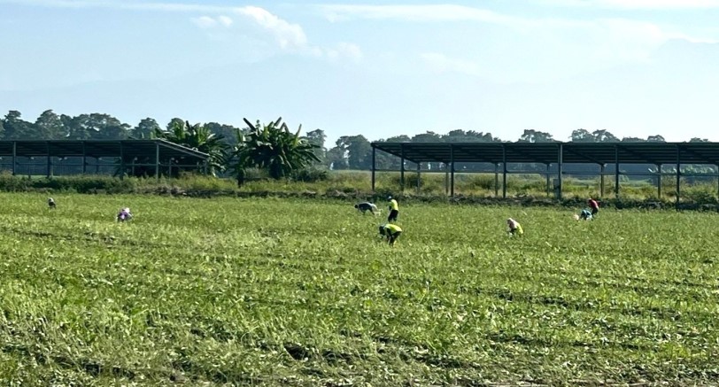 撿拾毛豆「不勞而獲」 加菜餽贈兩相宜