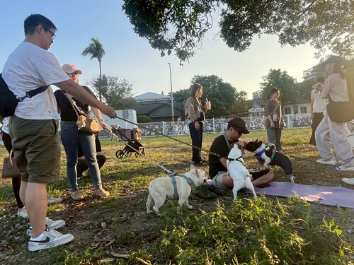 台南寵物市集邀毛孩滾草皮