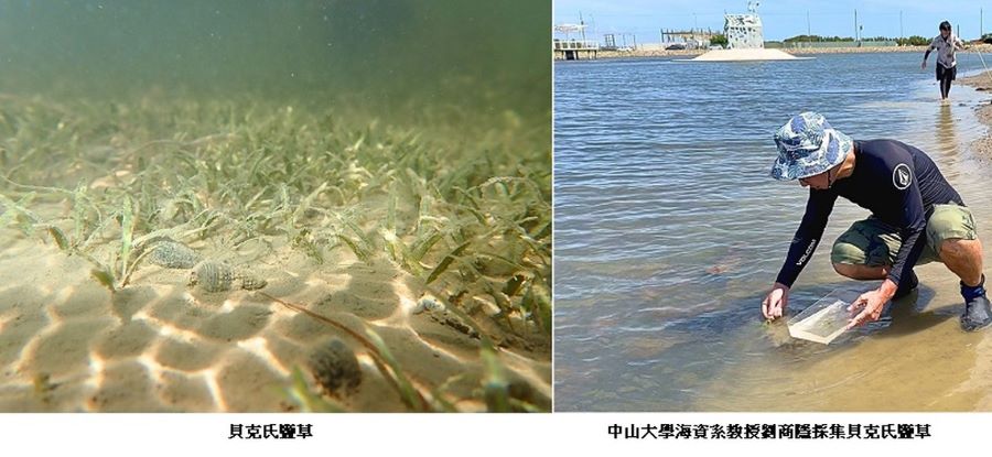 守護海底綠洲 中山大學攜手南山人壽啟動貝克氏鹽草復育計畫