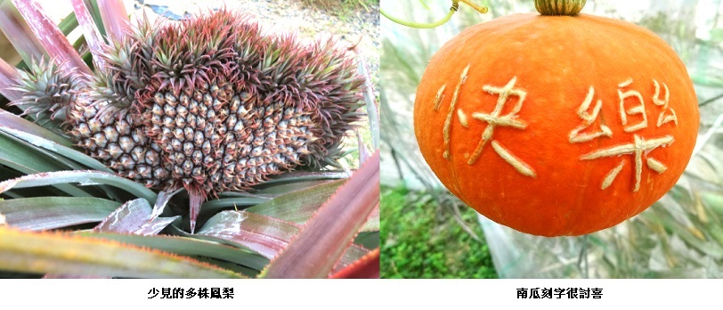 果農面臨氣候日益反常  自己行銷不再坐以待斃