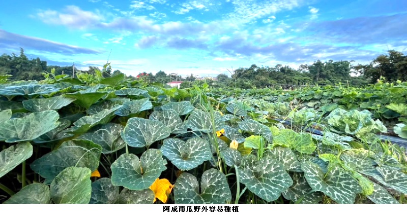 木瓜形阿成南瓜 果重肉質甜美短期可採收