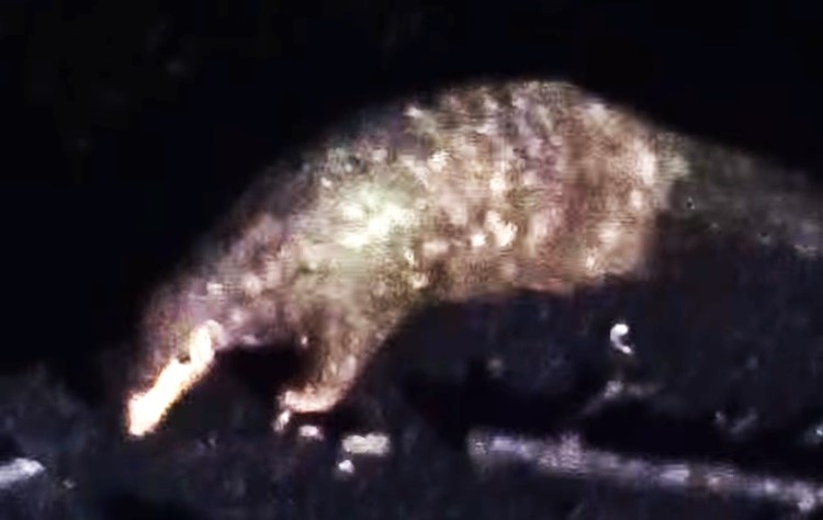 穿山甲現芳蹤     環保意識抬頭