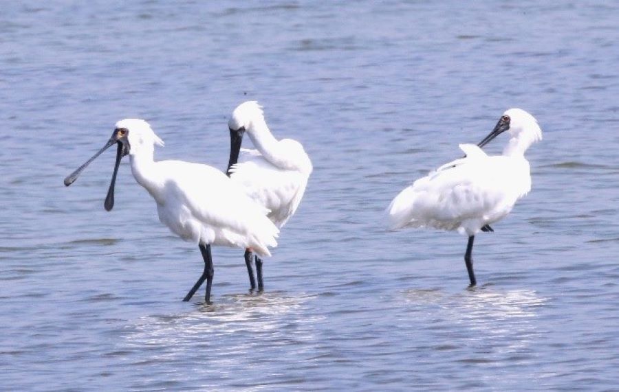 2025 候鳥季開跑！百隻黑面舞者搶先報到 高雄茄萣濕地熱鬧迎賓