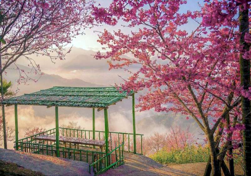  南投水里「阿本農場」櫻花綻放！粉紅花海接力盛開 2026 賞櫻季正式啟動