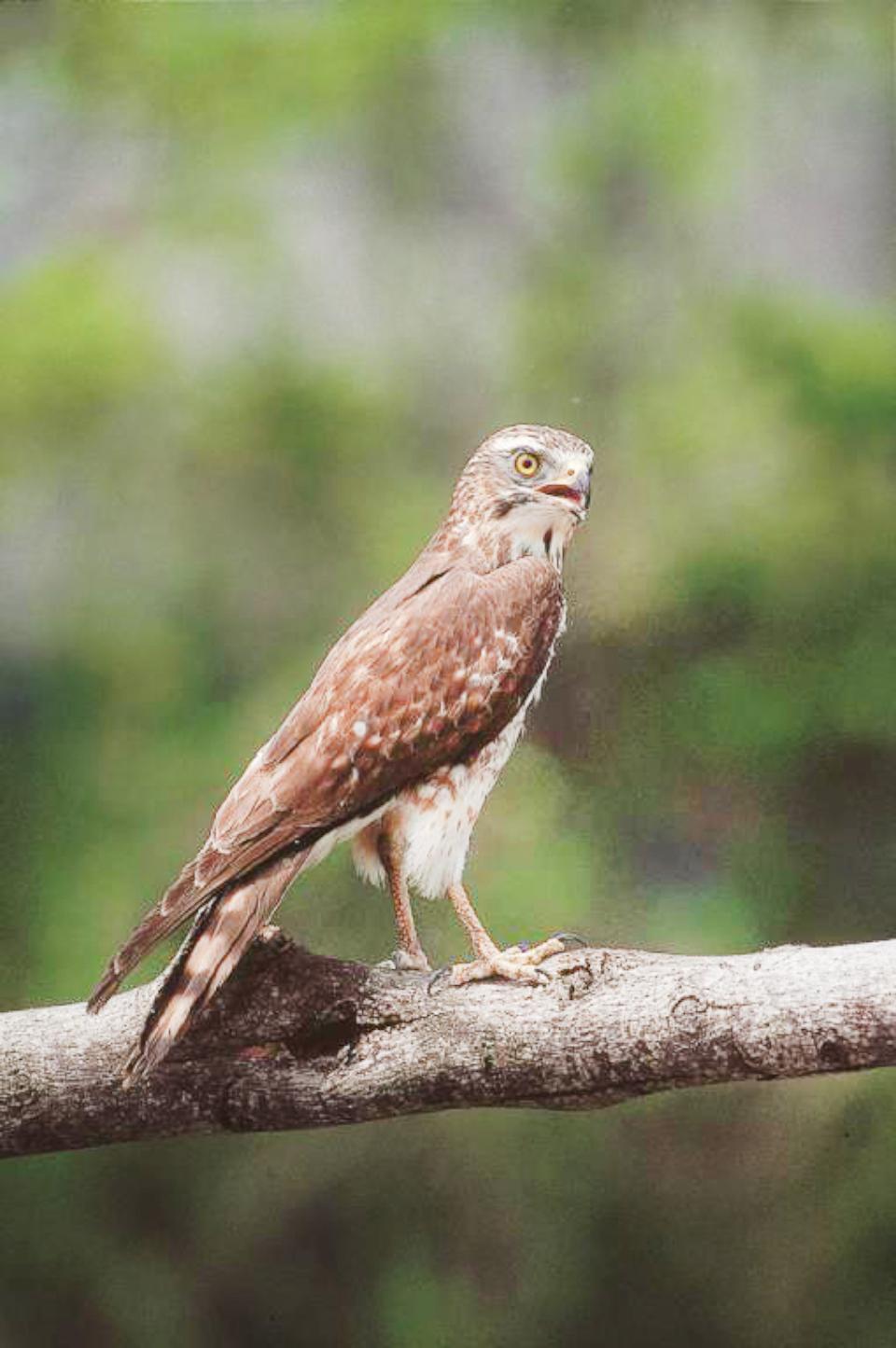 【第317期】雙十出遊好時節! 讓國慶焰火與灰面鵟鷹為連假留下雙倍的璀璨回憶
