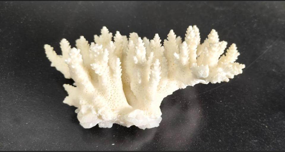 中山大學海科系特聘教授溫志宏等9師生研究鹿角珊瑚耐熱等特性 榮登國際知名期刊