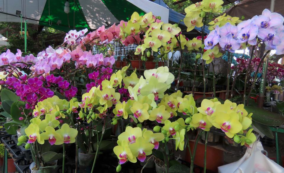高市勞工花市114年「金蛇納福」迎春花展 1月19日開幕式贈限量長壽花