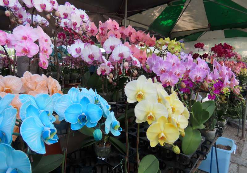高市勞工花市114年「金蛇納福」迎春花展 1月19日開幕式贈限量長壽花